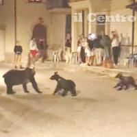 L'orsa Amarena i suoi due cuccioli a San Benedetto dei Marsi