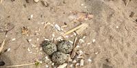 Un nido di fratino con tre uova (foto di Fabio Imola da fb)