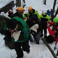 I cuccioli di pastore abruzzese sopravvissuti alla valanga del 18 gennaio che distrusse il resort