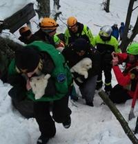 I cuccioli di pastore abruzzese sopravvissuti alla valanga del 18 gennaio che distrusse il resort