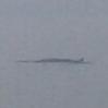 Una delle balenottere avvistate al largo di Vasto fotografata da un peschereccio