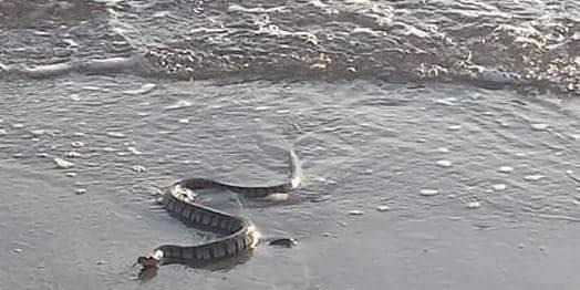 Pescara, serpente spunta dal mare, paura tra i bagnanti - Pescara - Il  Centro