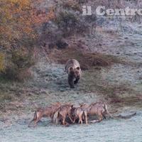 L'orso marsicano si avventa sul branco di lupi intento a sbranare la puledra (foto Gianluca Damiani)