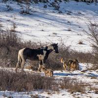Un'immagine del cavallo che passa tra i lupi (foto Fabrizio Giammatteo)