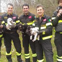 I vigili del fuoco di Teramo con i cuccioli salvati