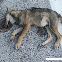 Trovato un lupo morto sulla statale 17, a Pettorano sul Gizio