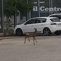 Il passaggio di un cerbiatto nel parcheggio del supercarcere di Sulmona