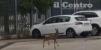 Il passaggio di un cerbiatto nel parcheggio del supercarcere di Sulmona