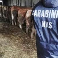 I carabinieri del Nas ispezionano allevamento bovino