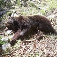 L'orso morto questa mattina vicino al rifugio Capo d'Acqua