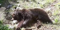 L'orso morto questa mattina vicino al rifugio Capo d'Acqua