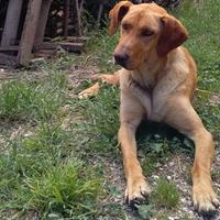 Freddy, il cane di quartiere di contrada Castelluccio a Collecorvino