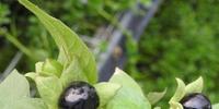 La pianta Atropa belladonna, velenosa per l'uomo