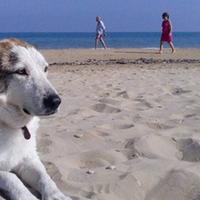 Cani ammessi sulle spiagge di Silvi. Il Comune non ha posto alcuna limitazione all'accesso