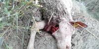 Pecora uccisa da un branco di lupi