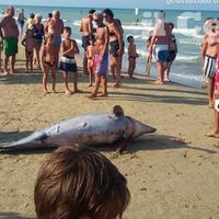 Il delfino trovato sulla spiaggia di Pineto (foto di Luciano Adriani)