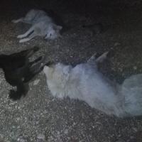 Tre dei dieci cani avvelenati in un allevamento a Cerchio