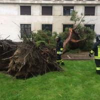 L'albero caduto in piazza Italia, a Pescara