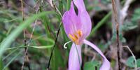 Vero zafferano (Crocus sativus)