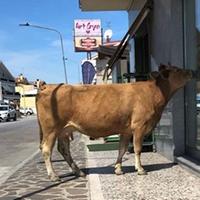 La mucca, a spasso per Silvi, davanti a una vetrina