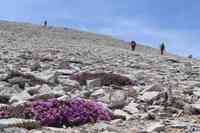 I fiori che si incontrano nell'ascesa sul Monte Amaro