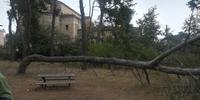 L'albero caduto alla pineta d'Avalos