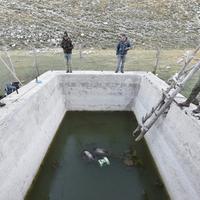 La vasca di raccolta delle acque dove sono morti i tre orsi