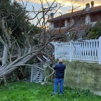 L'albero crollato in via Valle San Mauro