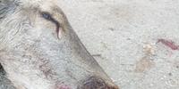 Il giovane cervo ucciso e decapitato tra Introdacqua e Bugnara dai bracconieri