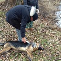 La carcassa del cane ripescata dal lago di Ortucchio