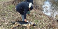 La carcassa del cane ripescata dal lago di Ortucchio
