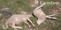 Le pecore sbranate nel recinto in contrada Granaro