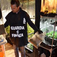 La serra e la droga sequestrata dalla Finanza a Francavilla