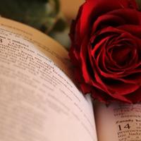 Un libro e una rosa (da MyWhere)