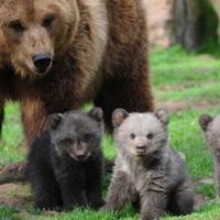 L'orsa Peppina con i suoi tre cuccioli
