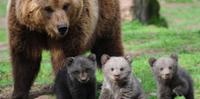 L'orsa Peppina con i suoi tre cuccioli