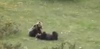 I due orsi marsicani ripresi nel Parco (da video di Jessica D'Andrea)