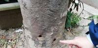 I buchi effettuati nel tronco di un platano in via Buozzi