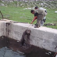 Uno dei tre orsi morti nella vasca di Le Fossette, a Villavallelonga