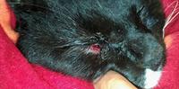 La ferita riportata da un gatto colpito vicino agli occhi dalla fuicilata ad aria compressa