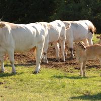Allarme Coldiretti sugli allevamenti di bestiame abruzzesi