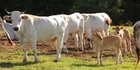 Allarme Coldiretti sugli allevamenti di bestiame abruzzesi