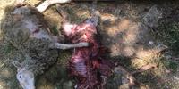 I due agnelli uccisi dall'orso a Trasacco