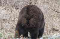 L'orsa Yoga è morta nel centro visite di Pescasseroli, aveva 30 anni
