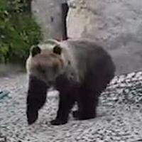 L'orso avvistato nella zona di Anversa