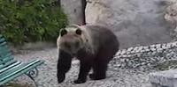 L'orso avvistato nella zona di Anversa
