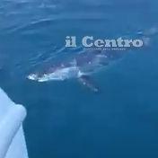 Lo squalo avvistato dai pescatori a 12 miglia al largo di Pescara (foto da fb Jacopo Ippoliti)