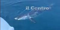 Lo squalo avvistato dai pescatori a 12 miglia al largo di Pescara (foto da fb Jacopo Ippoliti)
