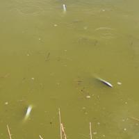 La moria di pesci segnalata dagli ambientalisti della Stazione ornitologica