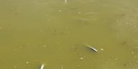 La moria di pesci segnalata dagli ambientalisti della Stazione ornitologica